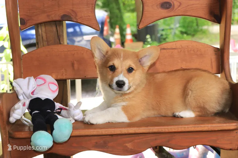 Charlie – Pembroke Welsh Corgi puppy for sale in LaPorte, IN