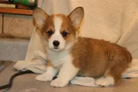 Peanut, a male Pembroke Welsh Corgi for sale in LaPorte, IN – 7 of 10