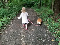 Lizzy, a female Pembroke Welsh Corgi for sale in LaPorte, IN – 8 of 9