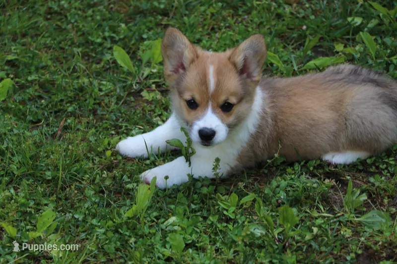 Pip – Pembroke Welsh Corgi puppy for sale in LaPorte, IN