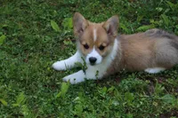 Pip, a male Pembroke Welsh Corgi for sale in LaPorte, IN – 2 of 10