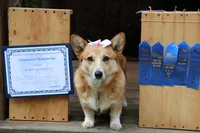Lizzy, a female Pembroke Welsh Corgi for sale in LaPorte, IN – 3 of 9