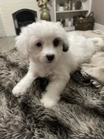 Bella, a female Shihpoo for sale in Rochester, NY – 2 of 3