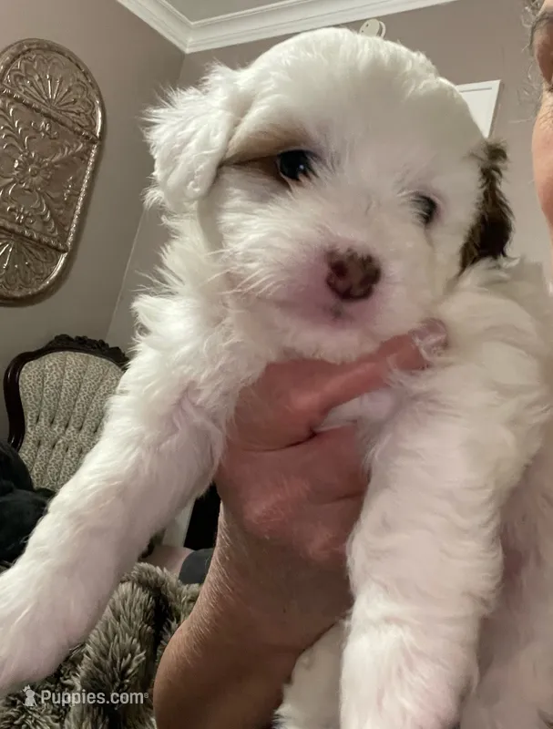 GiGi – Shihpoo puppy for sale in Rochester, NY