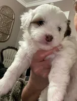 GiGi, a female Shihpoo for sale in Rochester, NY – 1 of 4