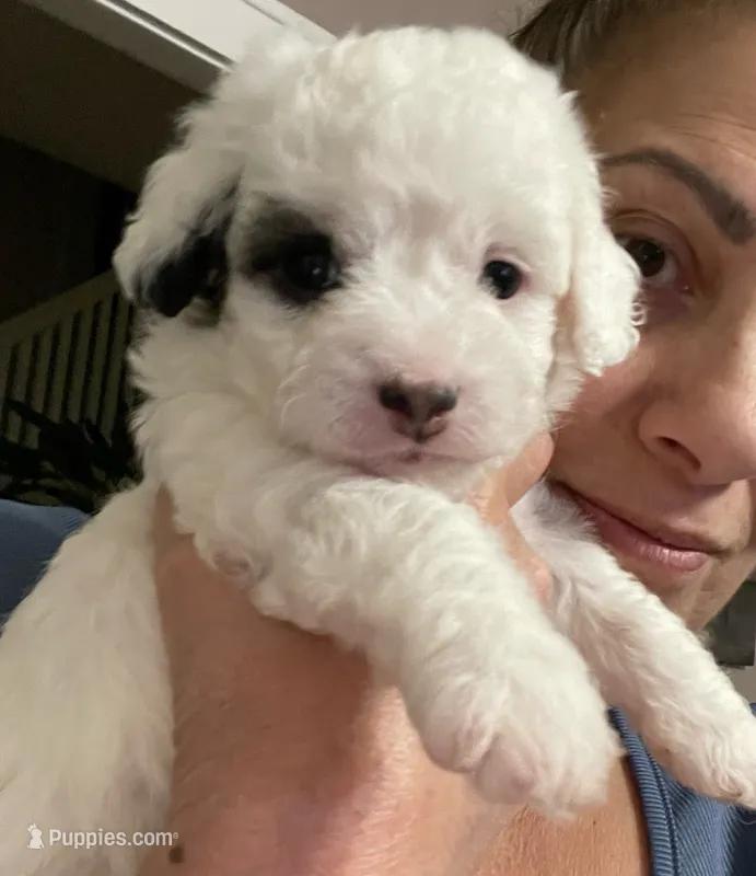 Bella – Shihpoo puppy for sale in Rochester, NY