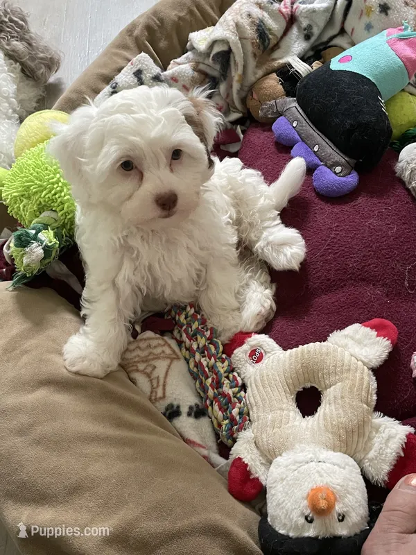 Princess – Shihpoo puppy for sale in Rochester, NY