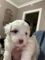 GiGi, a female Shihpoo for sale in Rochester, NY – 4 of 4