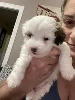 GiGi, a female Shihpoo for sale in Rochester, NY – 2 of 4