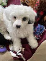 Ebony, a female Shihpoo for sale in Rochester, NY – 3 of 3