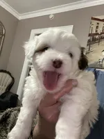 GiGi, a female Shihpoo for sale in Rochester, NY – 3 of 4