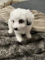 Bella, a female Shihpoo for sale in Rochester, NY – 3 of 3