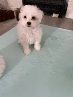 GiGi, a female Shihpoo for sale in Rochester, NY – 3 of 8