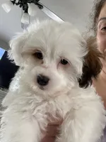 GiGi, a female Shihpoo for sale in Rochester, NY – 1 of 8