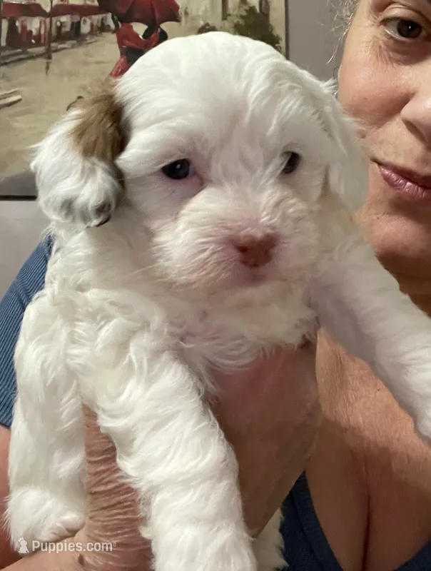 Princess – Shihpoo puppy for sale in Rochester, NY