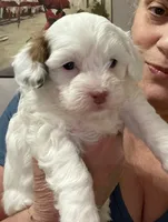 Princess, a female Shihpoo for sale in Rochester, NY – 1 of 2