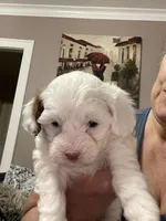 Princess, a female Shihpoo for sale in Rochester, NY – 2 of 2