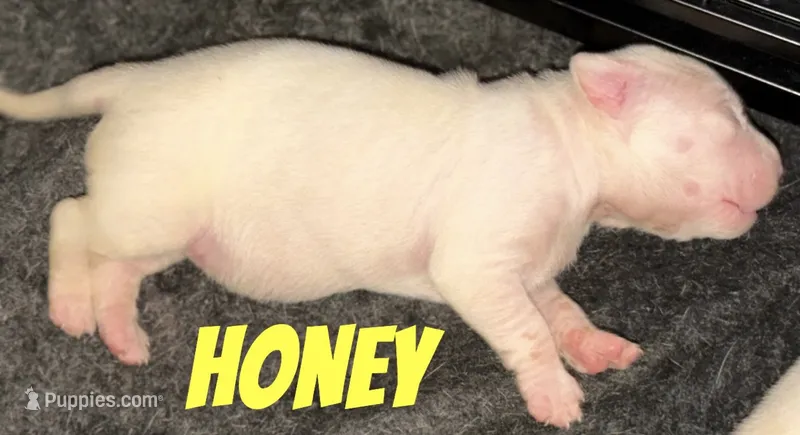 Honey – American Staffordshire Terrier, American Bully puppy for sale in New York, NY