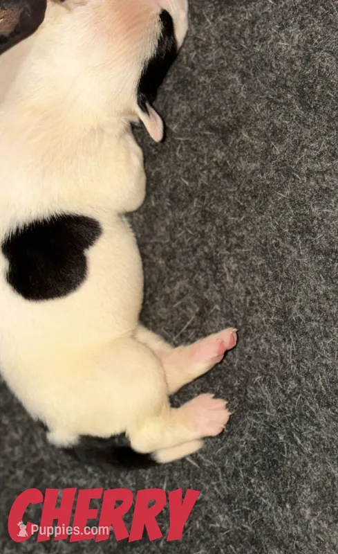 Cherry  – American Staffordshire Terrier, American Bully puppy for sale in New York, NY