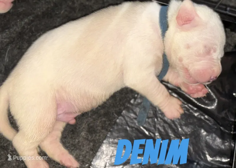 Denim – American Staffordshire Terrier, American Bully puppy for sale in New York, NY