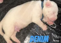 Denim, a male American Staffordshire Terrier and American Bully for sale in New York, NY – 1 of 2