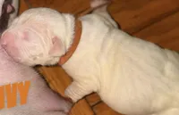 Ivy, a female American Staffordshire Terrier and American Bully for sale in New York, NY – 2 of 2
