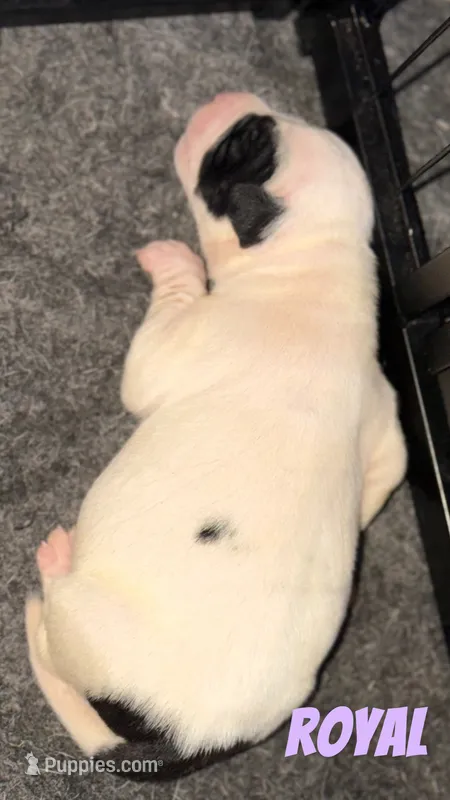 Royal – American Staffordshire Terrier, American Bully puppy for sale in New York, NY