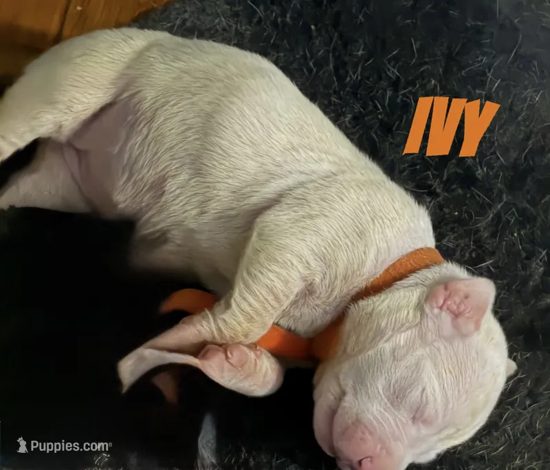 Ivy – American Staffordshire Terrier, American Bully puppy for sale in New York, NY