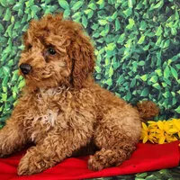 Dixie genetic clear, a female Poodle - Miniature  for sale in Fort Wayne, IN – Photo 2 of 4