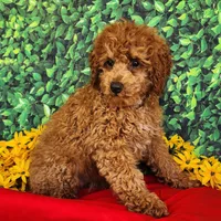 Dixie genetic clear, a female Poodle - Miniature  for sale in Fort Wayne, IN – Photo 3 of 4