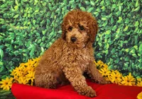 Dixie genetic clear, a female Poodle - Miniature  for sale in Fort Wayne, IN – Photo 3 of 4