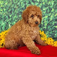 Dixie genetic clear, a female Poodle - Miniature  for sale in Fort Wayne, IN – Photo 4 of 4