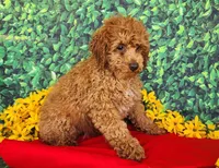 Dixie genetic clear, a female Poodle - Miniature  for sale in Fort Wayne, IN – Photo 4 of 4