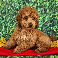 Dixie genetic clear, a female Poodle - Miniature  for sale in Fort Wayne, IN – Photo 1 of 4
