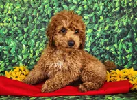 Dixie genetic clear, a female Poodle - Miniature  for sale in Fort Wayne, IN – Photo 1 of 4
