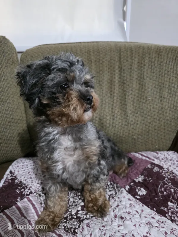 Olivia  – Shihpoo puppy for sale in Fort Wayne, IN
