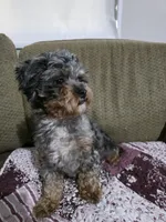 Olivia , a female Shihpoo for sale in Fort Wayne, IN – 1 of 2
