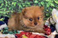 Elli, a female Pomeranian for sale in Fort Wayne, IN – 3 of 6