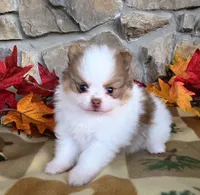 Fall , a male Pomeranian for sale in Fort Wayne, IN – 3 of 4