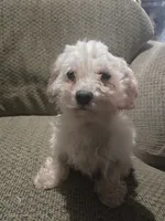 Amber, a female Maltese for sale in Fort Wayne, IN – Photo 1 of 3