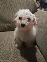 Amber, a female Maltese for sale in Fort Wayne, IN – Photo 3 of 3