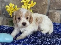 Sprout, a male Cavapoo for sale in Fort Wayne, IN – Photo 5 of 5