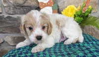 Sprout, a male Cavapoo for sale in Fort Wayne, IN – Photo 4 of 5