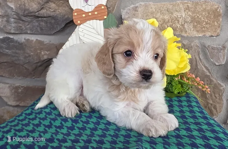 Sprout – Cavapoo puppy for sale in Fort Wayne, IN