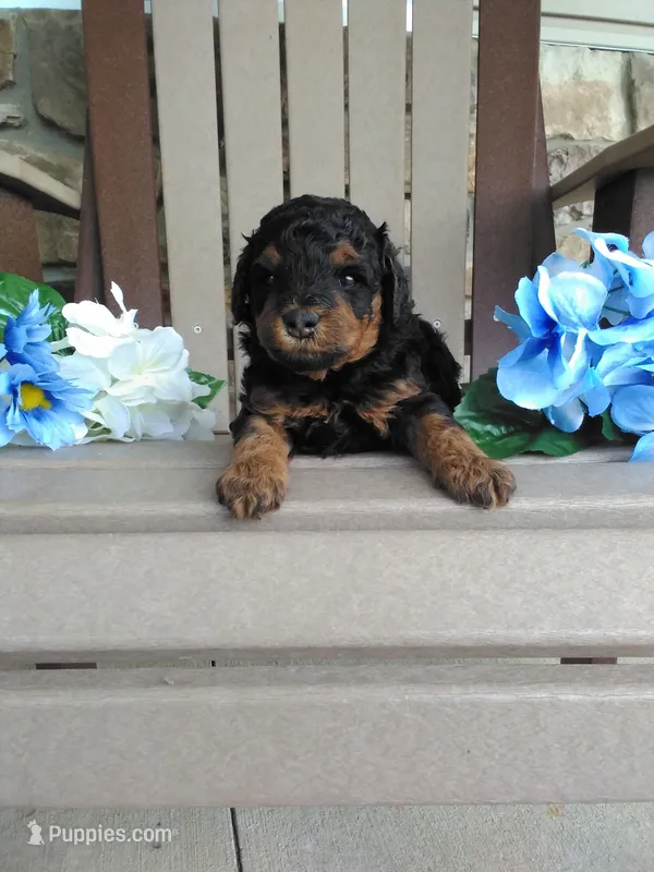 💯 Genetic Clear/Champion – Poodle - Miniature  puppy for sale in Fort Wayne, IN