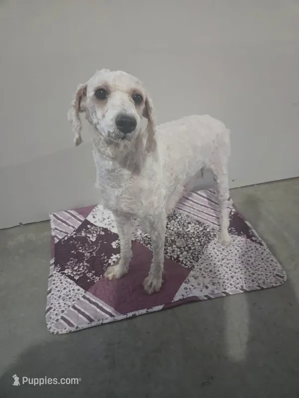 Graci – Poodle - Miniature  puppy for sale in Fort Wayne, IN