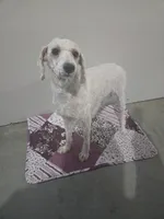 Graci, a female Poodle - Miniature  for sale in Fort Wayne, IN – 1 of 2