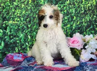 Desira-genetic clear, a female Poodle - Miniature  for sale in Fort Wayne, IN – Photo 6 of 8