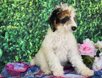 Desira-genetic clear, a female Poodle - Miniature  for sale in Fort Wayne, IN – Photo 7 of 8