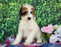 Desira-genetic clear, a female Poodle - Miniature  for sale in Fort Wayne, IN – Photo 5 of 8